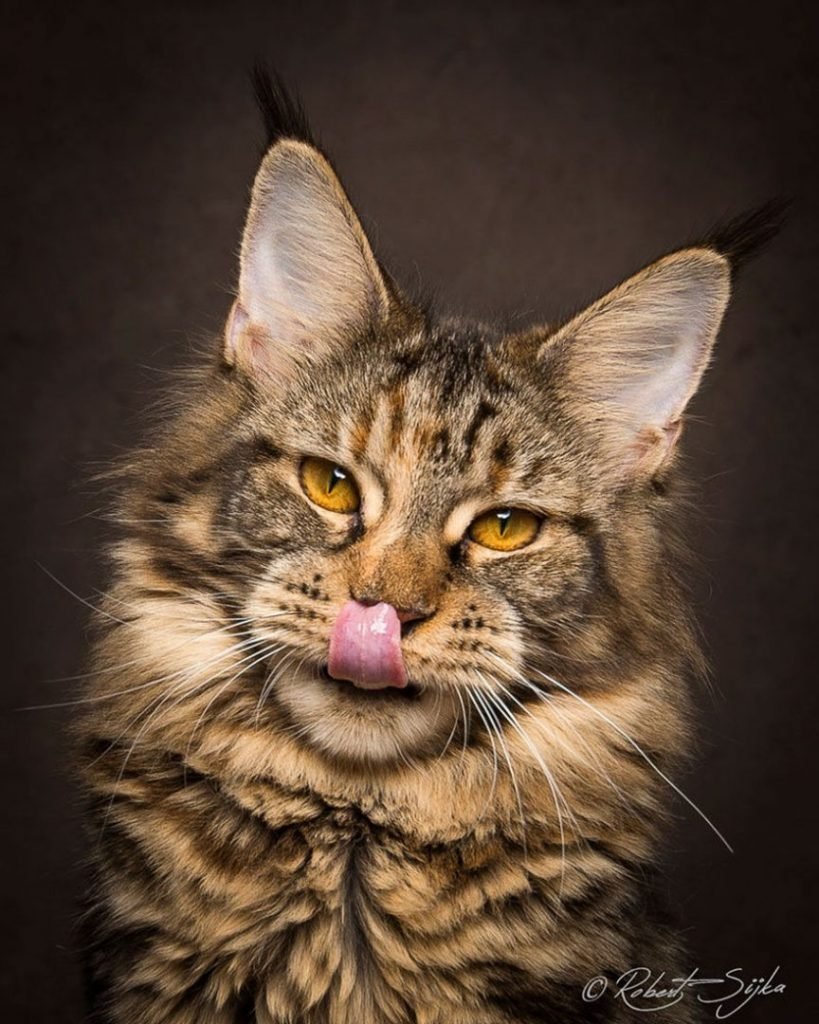 21 Stunning Pics Of Maine Coons, World’s Largest Domesticated Cats