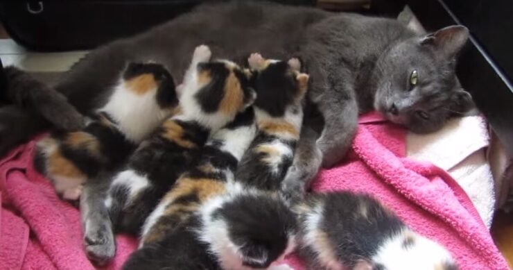 These eight kittens have got unique fur color combinations