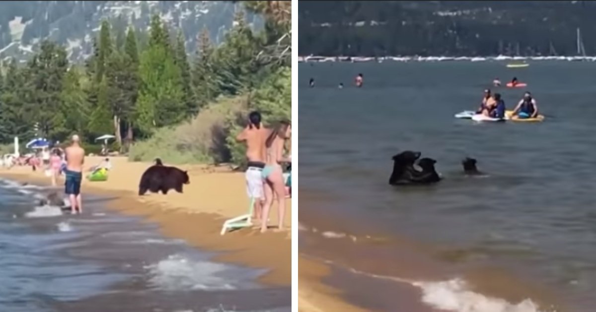 Mother bear takes her 3 cubs for a swim