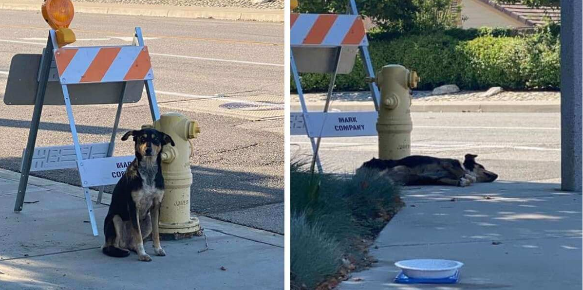Pupper Refuses to Leave Where She Last Saw Her Family