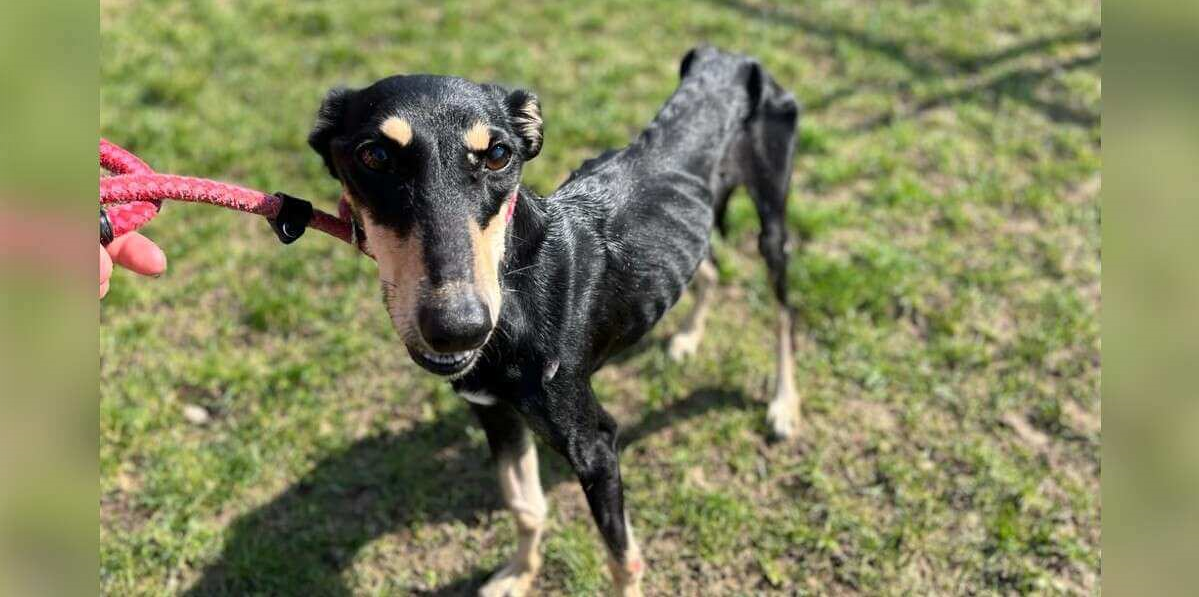Stray dog luckily gets a forever home with happiness and care!