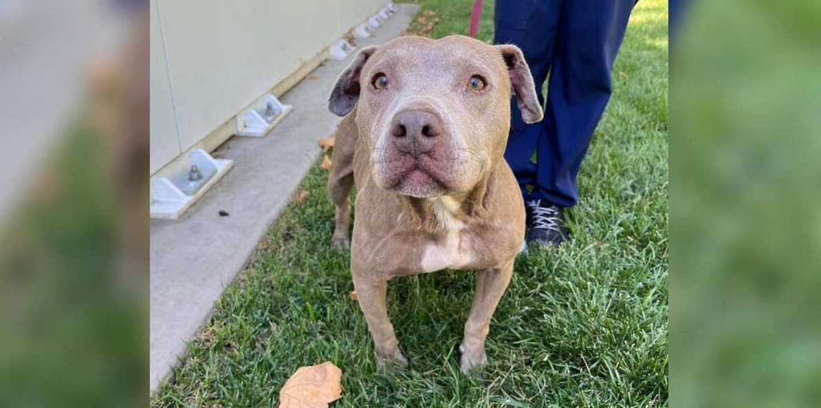 Abandoned pit bull family gets a new life- They are just smiling all ...