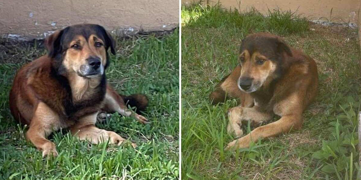 Loyal dog waits for his family to come back for over a month