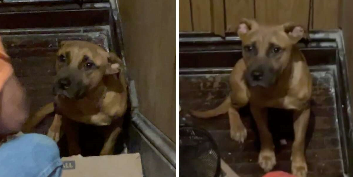 Loyal dog waits for his family to come back for two weeks without ...