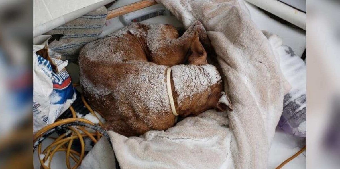 Senior dog found outside in freezing cold is finally in safe hands