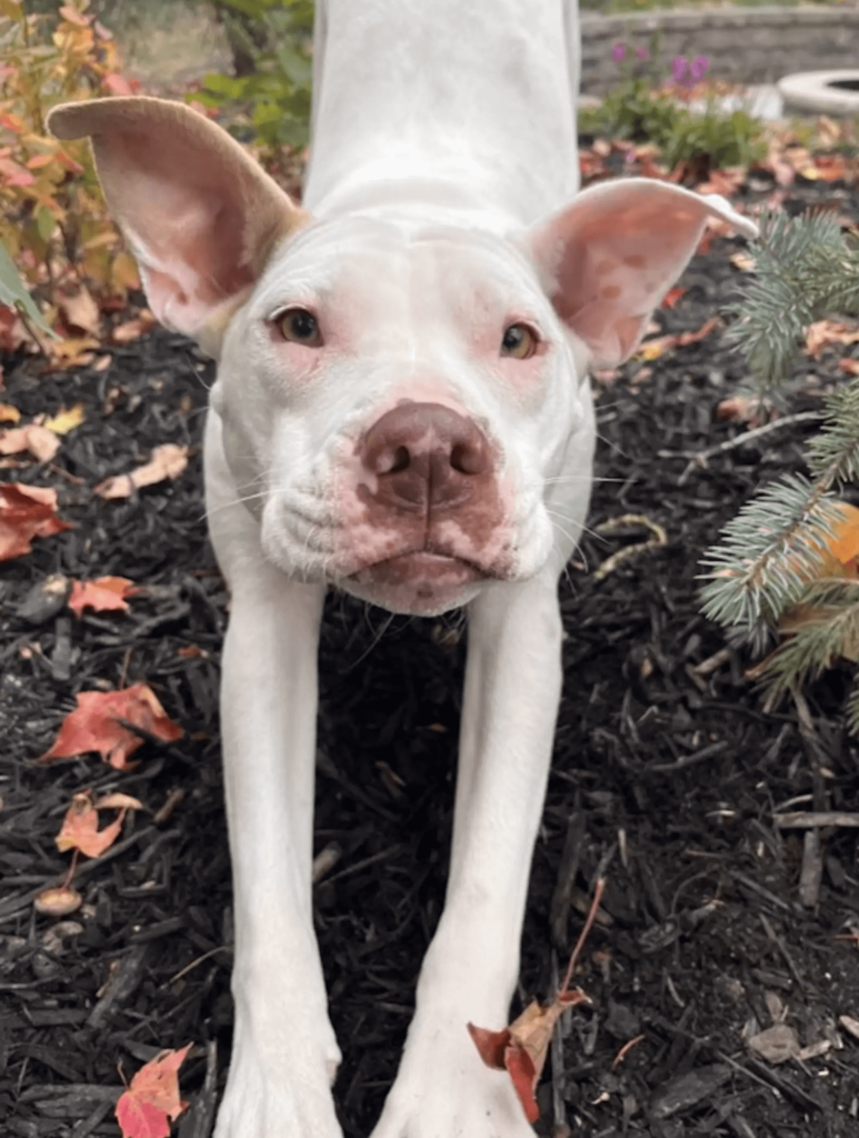 Abandoned dog found in the freezing cold, gets a new life after rescue