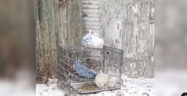 Abandoned dog found in the freezing cold, gets a new life after rescue