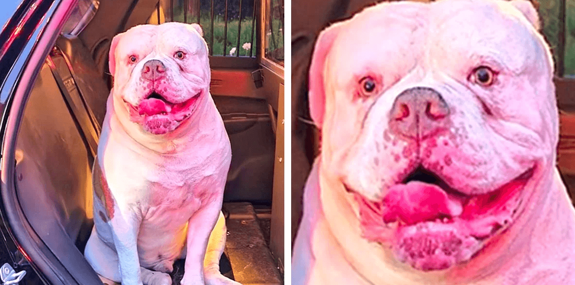 Hero Dog Saves Family from House Fire, Earning All the “Good Boys”